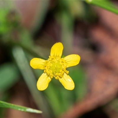 Ranunculus sp. (Buttercup) at Palerang, NSW - 7 Jan 2025 by AlisonMilton