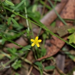 Ranunculus sp. at Palerang, NSW - 7 Jan 2025 02:53 PM