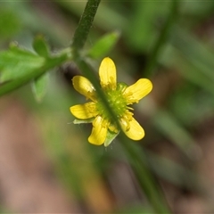 Ranunculus sp. at Palerang, NSW - 7 Jan 2025 02:53 PM