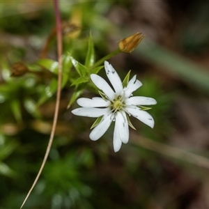 Stellaria pungens at Palerang, NSW - 7 Jan 2025