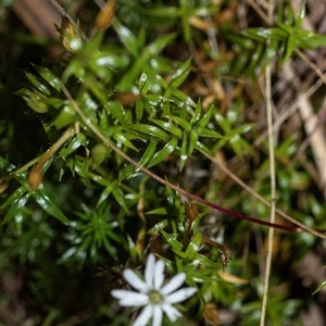 Stellaria pungens at Palerang, NSW - 7 Jan 2025