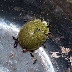 Paropsis porosa at Palerang, NSW - 7 Jan 2025 by AlisonMilton