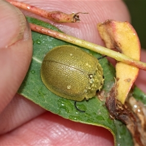 Paropsis porosa at Palerang, NSW - 7 Jan 2025 03:34 PM