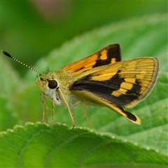 Ocybadistes walkeri (Green Grass-dart) at Page, ACT - 9 Jan 2025 by DonTaylor