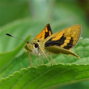 Ocybadistes walkeri at Page, ACT - 9 Jan 2025 12:28 PM