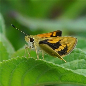 Ocybadistes walkeri at Page, ACT - 9 Jan 2025 12:28 PM