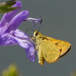 Ocybadistes walkeri at Page, ACT - 9 Jan 2025 12:28 PM