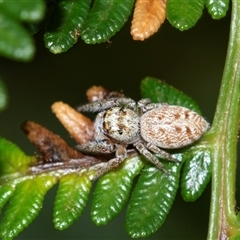 Opisthoncus sp. (genus) (Unidentified Opisthoncus jumping spider) at Palerang, NSW - 7 Jan 2025 by AlisonMilton