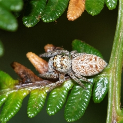 Opisthoncus sp. (genus) (Opisthoncus jumping spider) at Palerang, NSW - 7 Jan 2025 by AlisonMilton