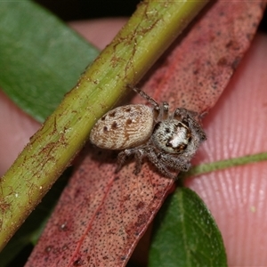 Opisthoncus sp. (genus) at Palerang, NSW - 7 Jan 2025