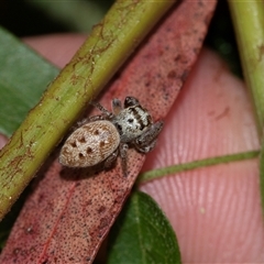 Opisthoncus sp. (genus) at Palerang, NSW - 7 Jan 2025