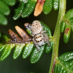 Opisthoncus sp. (genus) at Palerang, NSW - 7 Jan 2025