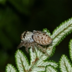 Opisthoncus sp. (genus) at Palerang, NSW - 7 Jan 2025