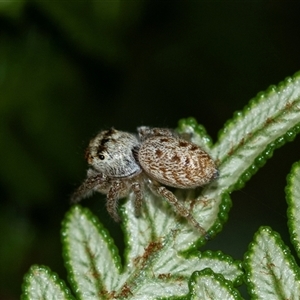 Opisthoncus sp. (genus) at Palerang, NSW - 7 Jan 2025