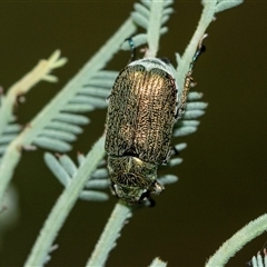 Diphucephala sp. (genus) (Green Scarab Beetle) at Palerang, NSW - 7 Jan 2025 by AlisonMilton