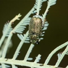 Diphucephala elegans at Palerang, NSW - 7 Jan 2025