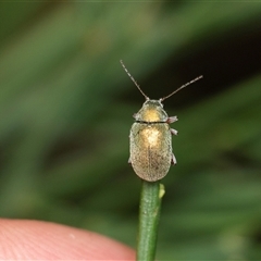 Edusella puberula (Leaf beetle) at Forbes Creek, NSW - 7 Jan 2025 by AlisonMilton