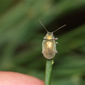 Edusella puberula at Forbes Creek, NSW - 7 Jan 2025 12:43 PM