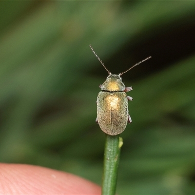 Edusella puberula (Leaf beetle) at Forbes Creek, NSW - 7 Jan 2025 by AlisonMilton