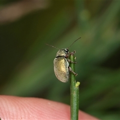 Edusella puberula at Forbes Creek, NSW - 7 Jan 2025 12:43 PM