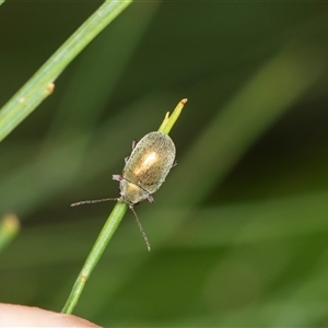 Edusella puberula at Forbes Creek, NSW - 7 Jan 2025 12:43 PM