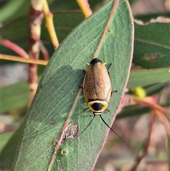 Ellipsidion australe (Austral Ellipsidion cockroach) at Bungendore, NSW - 9 Jan 2025 by clarehoneydove