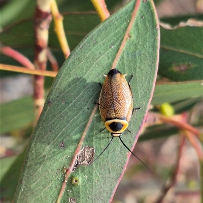 Ellipsidion australe (Austral Ellipsidion cockroach) at Bungendore, NSW - 9 Jan 2025 by clarehoneydove