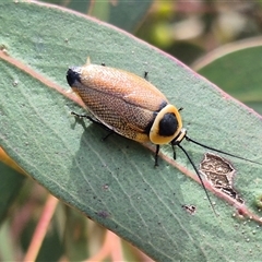 Ellipsidion australe at Bungendore, NSW - 9 Jan 2025 02:46 PM