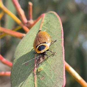 Ellipsidion australe at Bungendore, NSW - 9 Jan 2025 02:46 PM