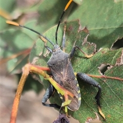 Amorbus (genus) (Eucalyptus Tip bug) at Bungendore, NSW - 9 Jan 2025 by clarehoneydove