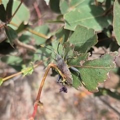 Amorbus sp. (genus) at Bungendore, NSW - 9 Jan 2025