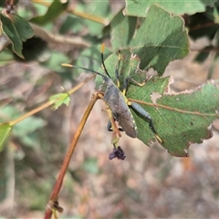 Amorbus sp. (genus) at Bungendore, NSW - 9 Jan 2025 02:40 PM