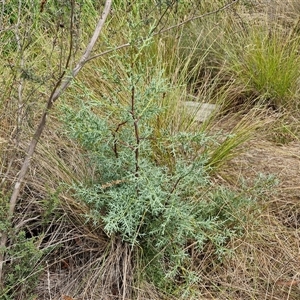 Cupressus sp. at O'Connor, ACT - 9 Jan 2025 03:07 PM