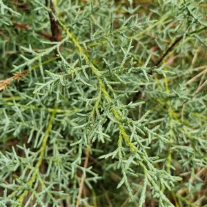 Cupressus sp. at O'Connor, ACT - 9 Jan 2025