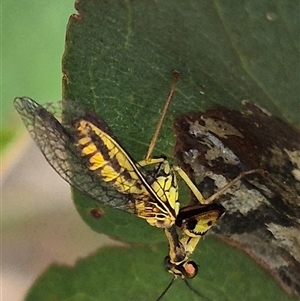 Spaminta minjerribae at Bungendore, NSW - 9 Jan 2025