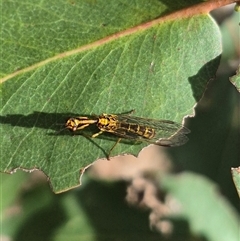 Spaminta minjerribae at Bungendore, NSW - 9 Jan 2025 04:28 PM