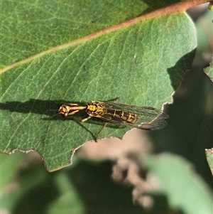 Spaminta minjerribae at Bungendore, NSW - 9 Jan 2025 04:28 PM