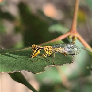 Spaminta minjerribae at Bungendore, NSW - 9 Jan 2025