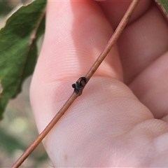 Diomus notescens (Little two-spotted ladybird) at Bungendore, NSW - 9 Jan 2025 by clarehoneydove