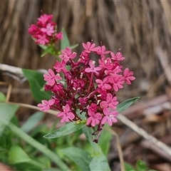 Centranthus ruber (Red Valerian, Kiss-me-quick, Jupiter's Beard) at O'Connor, ACT - 9 Jan 2025 by trevorpreston