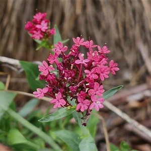 Centranthus ruber at O'Connor, ACT - 9 Jan 2025 03:07 PM