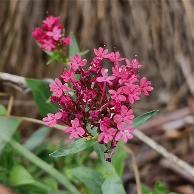 Centranthus ruber (Red Valerian, Kiss-me-quick, Jupiter's Beard) at O'Connor, ACT - 9 Jan 2025 by trevorpreston