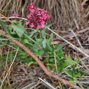 Centranthus ruber at O'Connor, ACT - 9 Jan 2025 03:07 PM