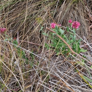 Centranthus ruber at O'Connor, ACT - 9 Jan 2025 03:07 PM