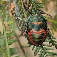 Oechalia schellenbergii (Spined Predatory Shield Bug) at O'Connor, ACT - 9 Jan 2025 by trevorpreston