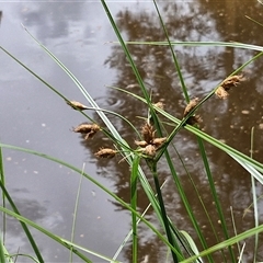 Bolboschoenus fluviatilis (Marsh Club-rush) at O'Connor, ACT - 9 Jan 2025 by trevorpreston