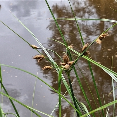 Bolboschoenus fluviatilis (Marsh Club-rush) at O'Connor, ACT - 9 Jan 2025 by trevorpreston