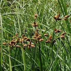 Bolboschoenus fluviatilis at O'Connor, ACT - 9 Jan 2025 02:59 PM