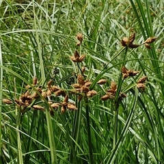 Bolboschoenus fluviatilis at O'Connor, ACT - 9 Jan 2025 02:59 PM