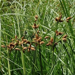 Bolboschoenus fluviatilis at O'Connor, ACT - 9 Jan 2025 02:59 PM